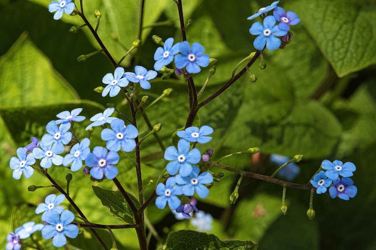 Kaukasusvergissmeinnicht (Brunnera macrophylla) — Pflanzenfoto