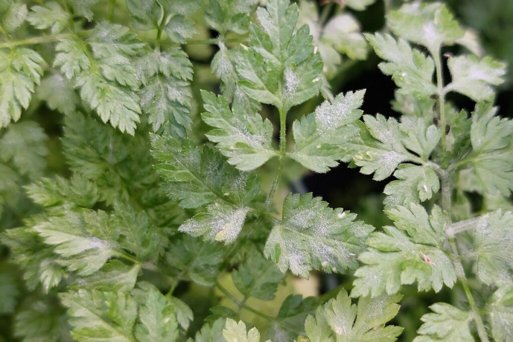 Kerbel (Anthriscus cerefolium) — Pflanzenfoto