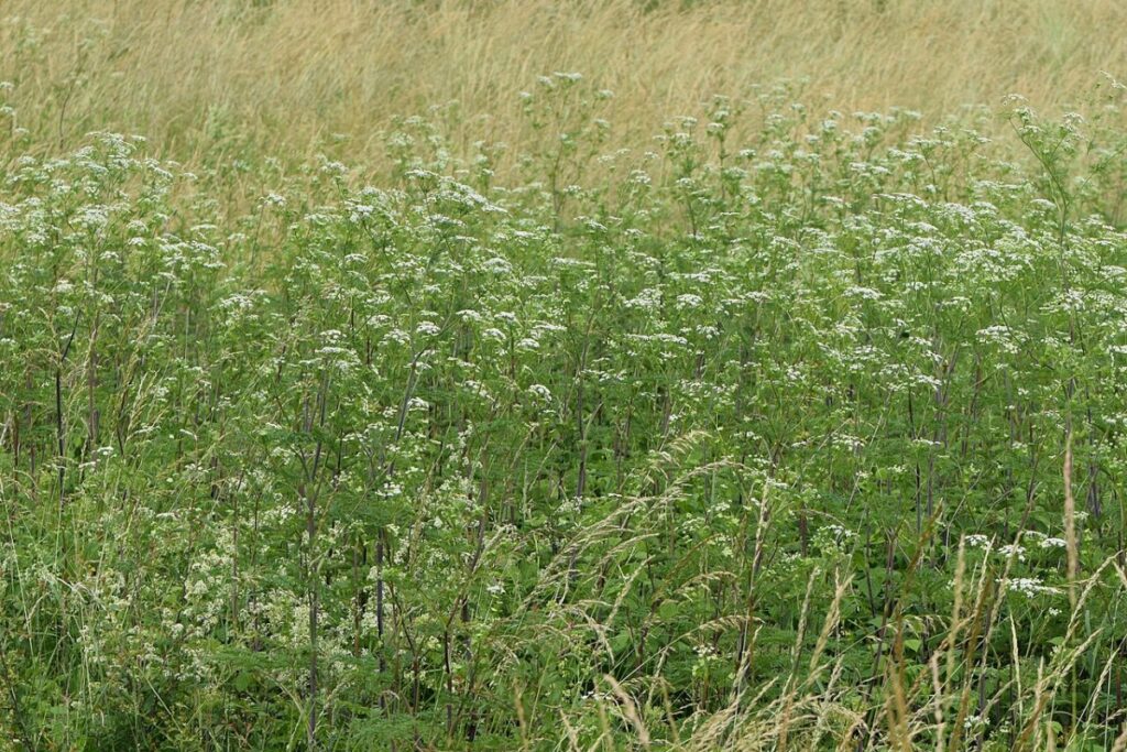 Kerbelrübe (Chaerophyllum bulbosum) — Pflanzenfoto