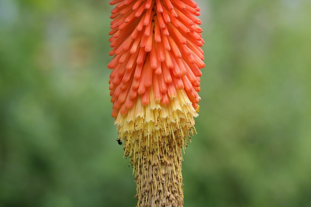Keulenlilie (Kniphofia uvaria) — Pflanzenfoto