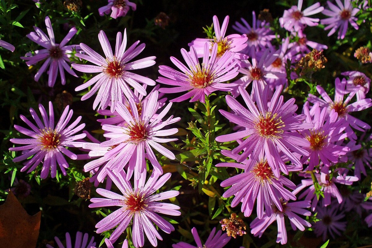 Kissenaster (Aster dumosus) — Pflanzenfoto