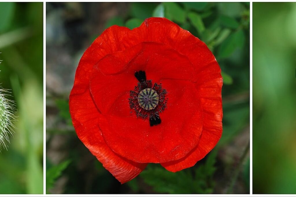 Klatschmohn (Papaver rhoeas) — Pflanzenfoto