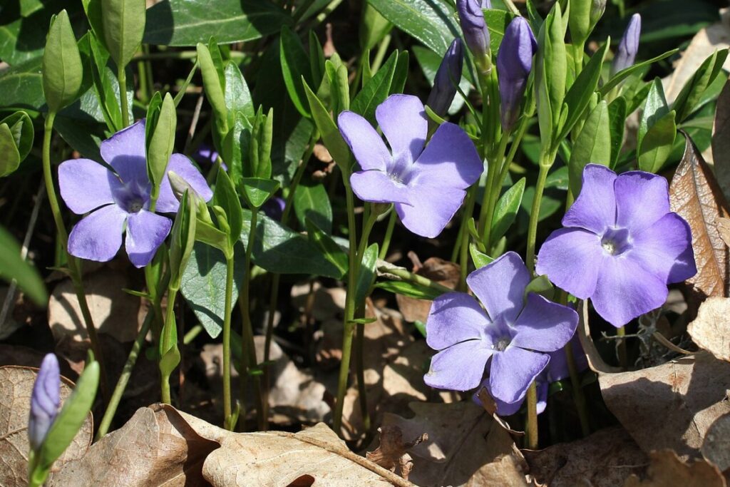 Kleines Immergrün (Vinca minor) — Pflanzenfoto