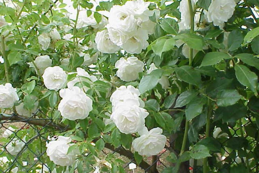 Kletterrose (Rosa (Climbing)) — Pflanzenfoto