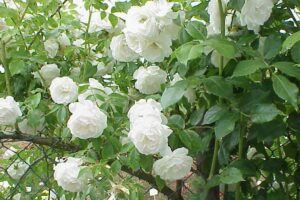 Kletterrose