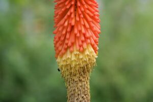 Kniphofia