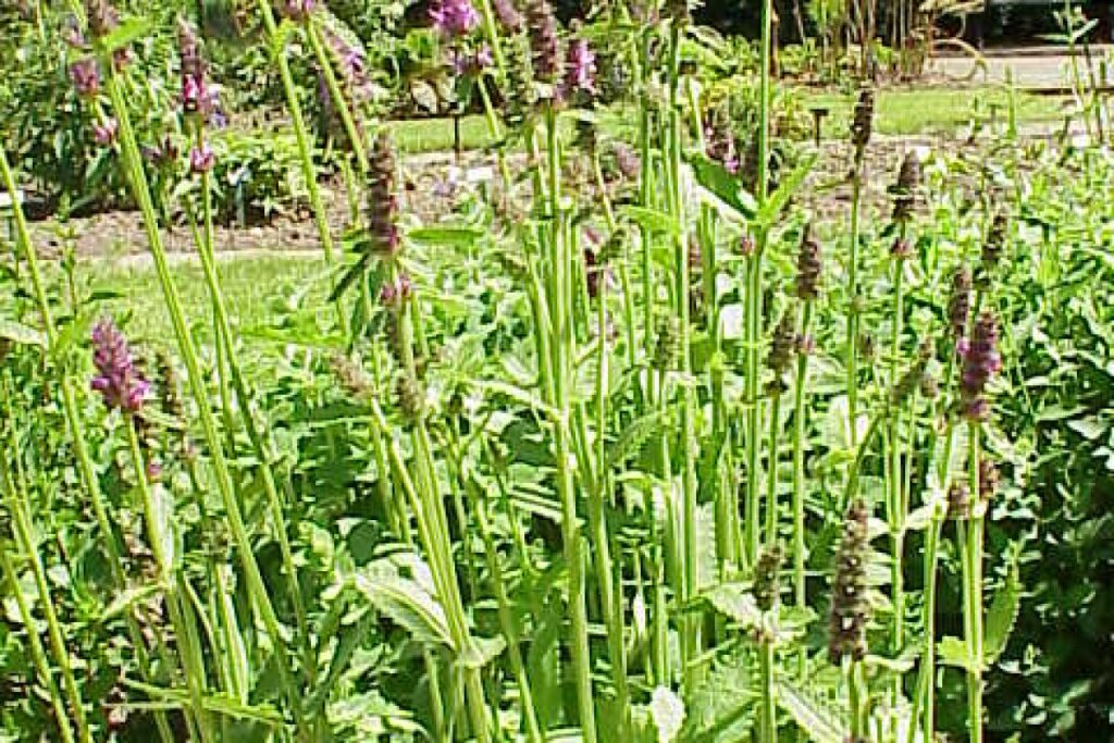 Knollenziest (Stachys affinis) — Pflanzenfoto