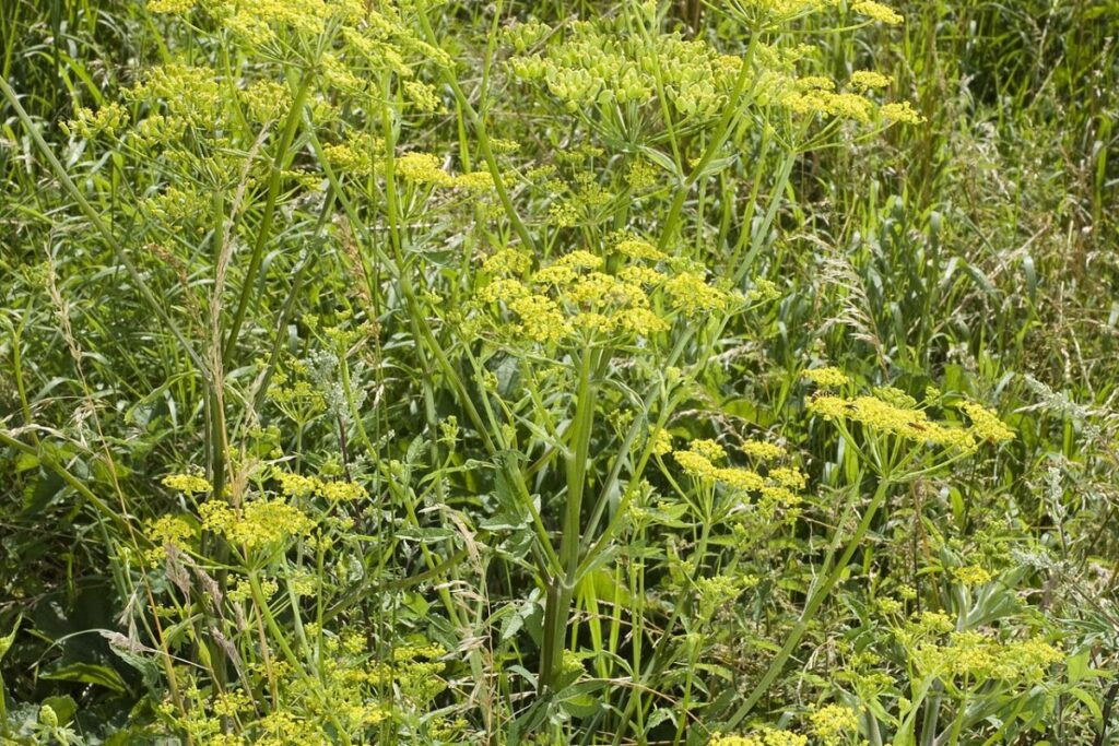 Knorpelmöhre (Pastinaca sativa) — Pflanzenfoto