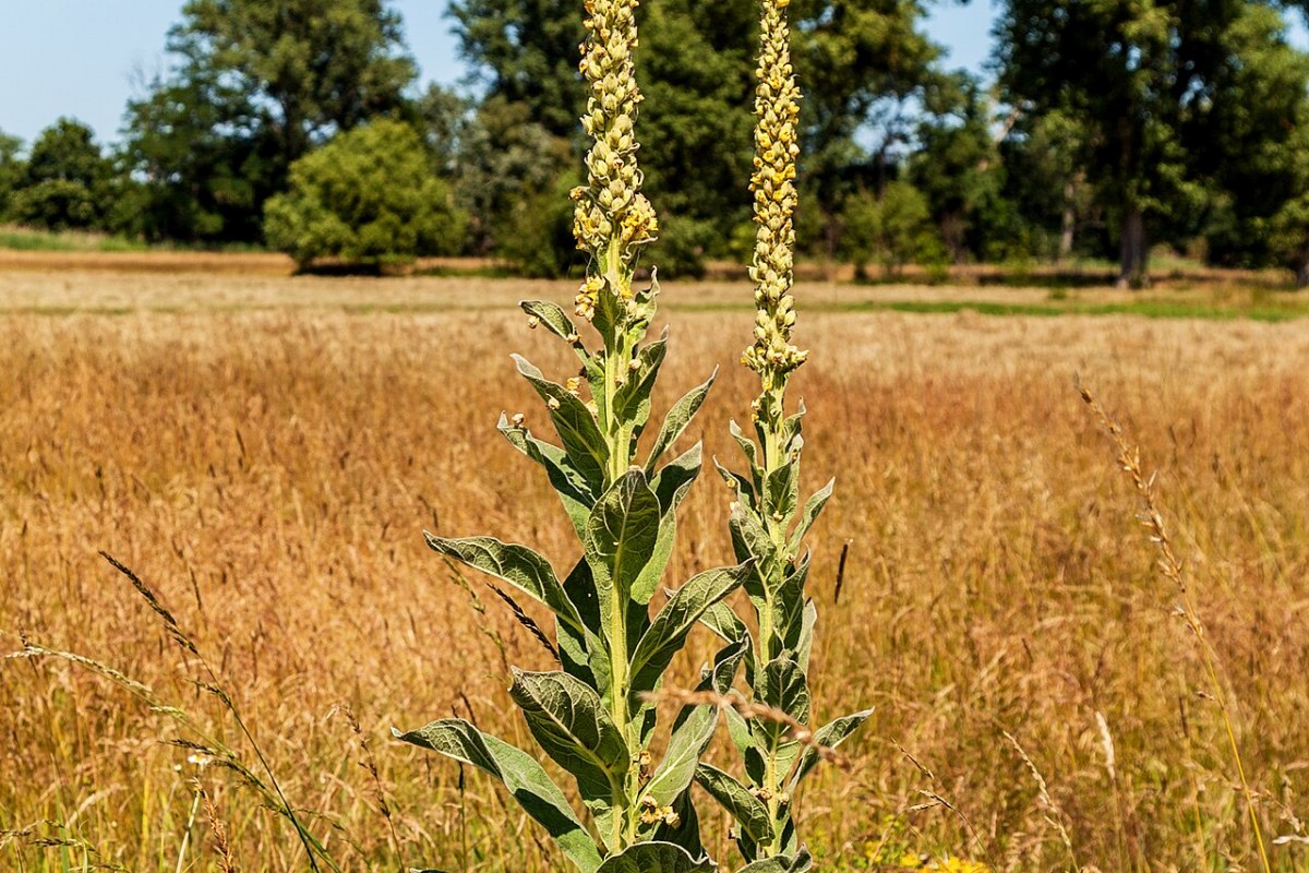 Königskerze (Verbascum thapsus) — Pflanzenfoto