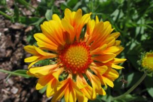 Kokardenblume