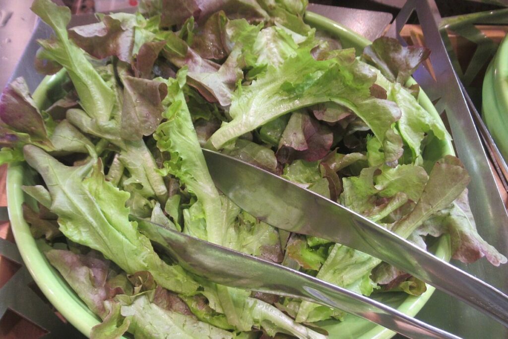 Kopfsalat (Lactuca sativa var. capitata) — Pflanzenfoto