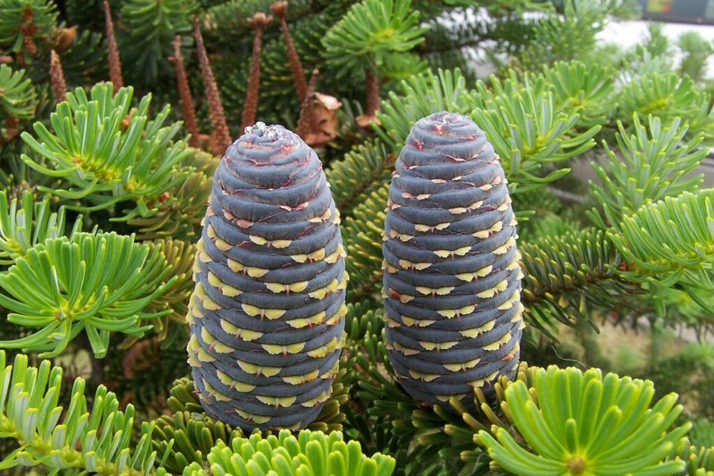 Koreatanne (Abies koreana) — Pflanzenfoto