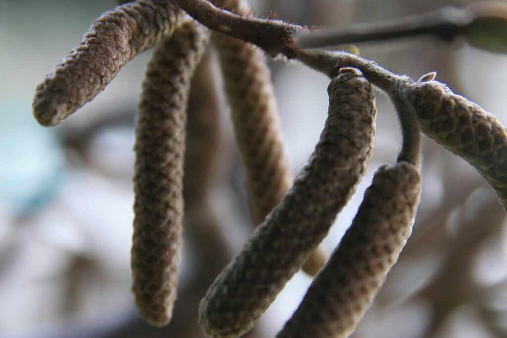 Korkenzieherhasel (Corylus avellana 'Contorta') — Pflanzenfoto