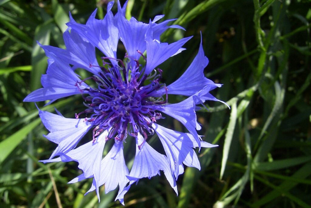 Kornblume (Centaurea cyanus) — Pflanzenfoto
