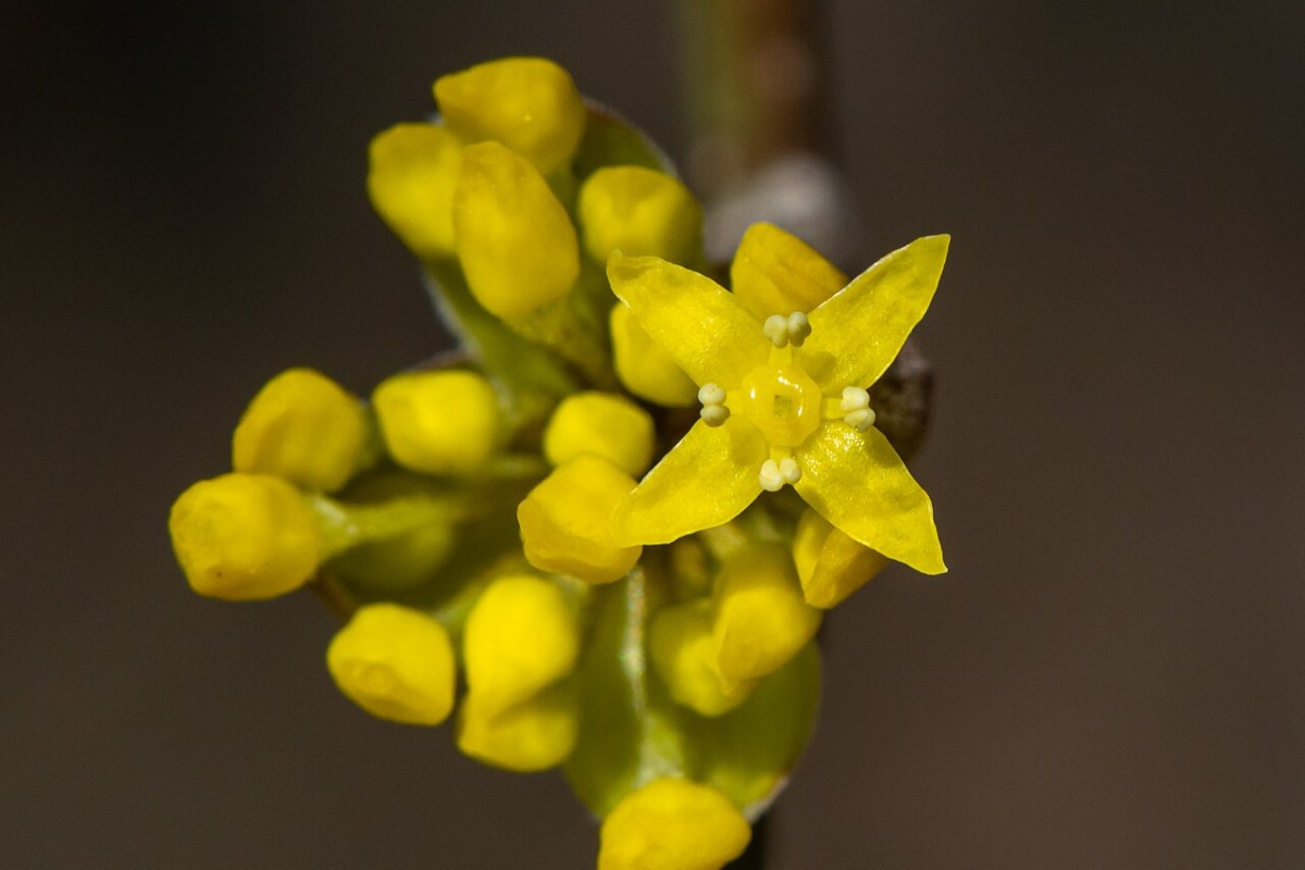 Kornelkirsche (Cornus mas) — Pflanzenfoto