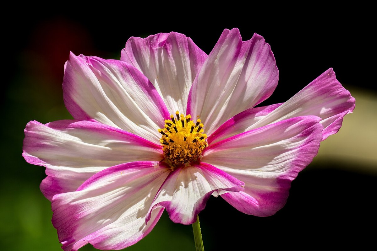 Kosmee (Schmuckkörbchen) (Cosmos bipinnatus) — Pflanzenfoto