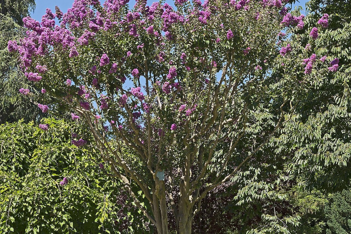 Kreppmyrte (Lagerstroemia indica) — Pflanzenfoto