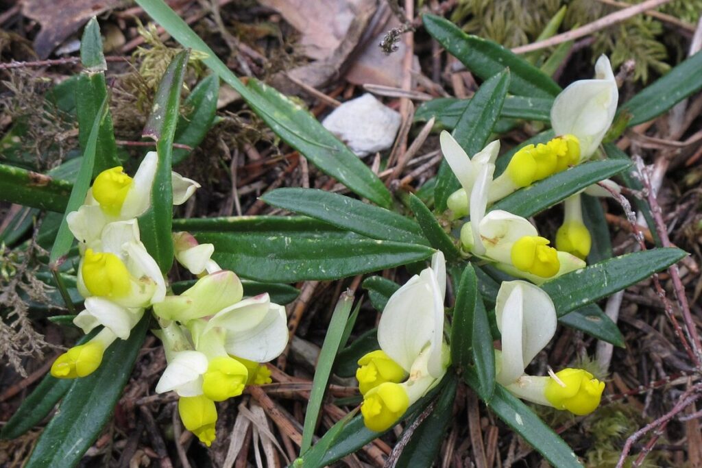 Kreuzblume (Polygala chamaebuxus) — Pflanzenfoto
