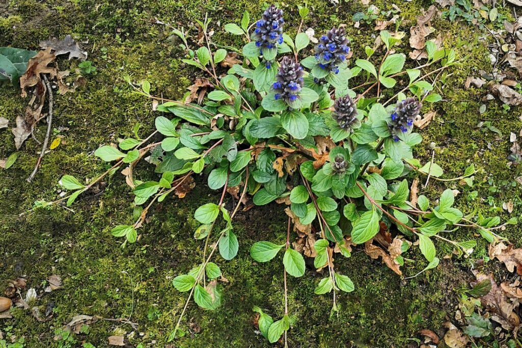 Kriechender Günsel (Ajuga reptans) — Pflanzenfoto