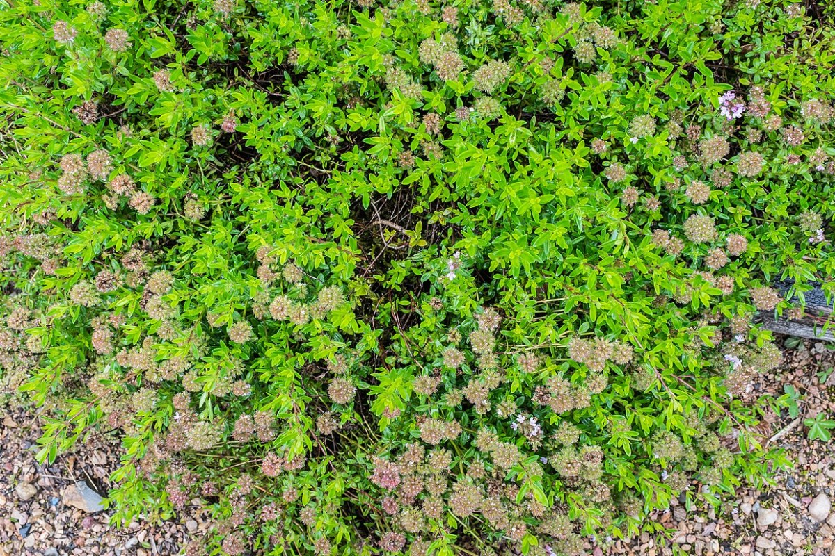 Kriechender Thymian (Thymus serpyllum) — Pflanzenfoto