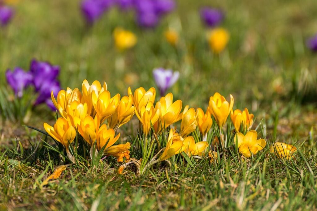 Krokus Elfen (Crocus chrysanthus) — Pflanzenfoto