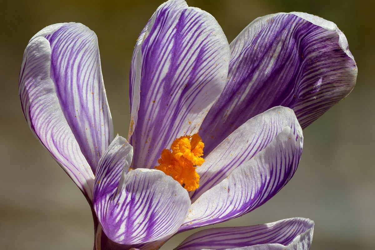 Krokus (Crocus) — Pflanzenfoto