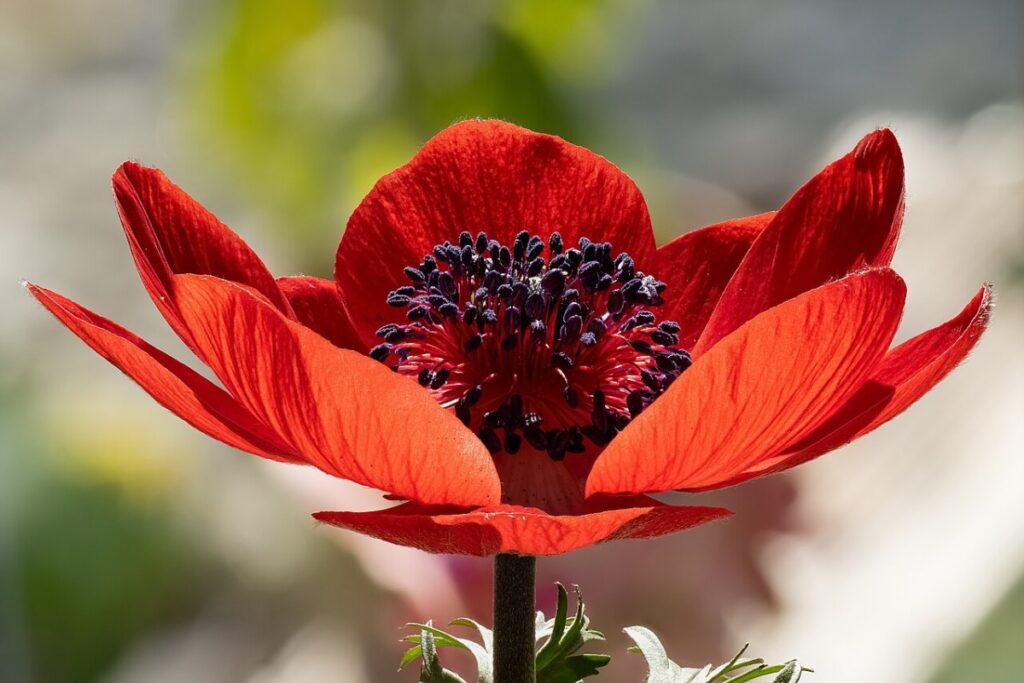 Kronen-Anemone (Anemone coronaria) — Pflanzenfoto