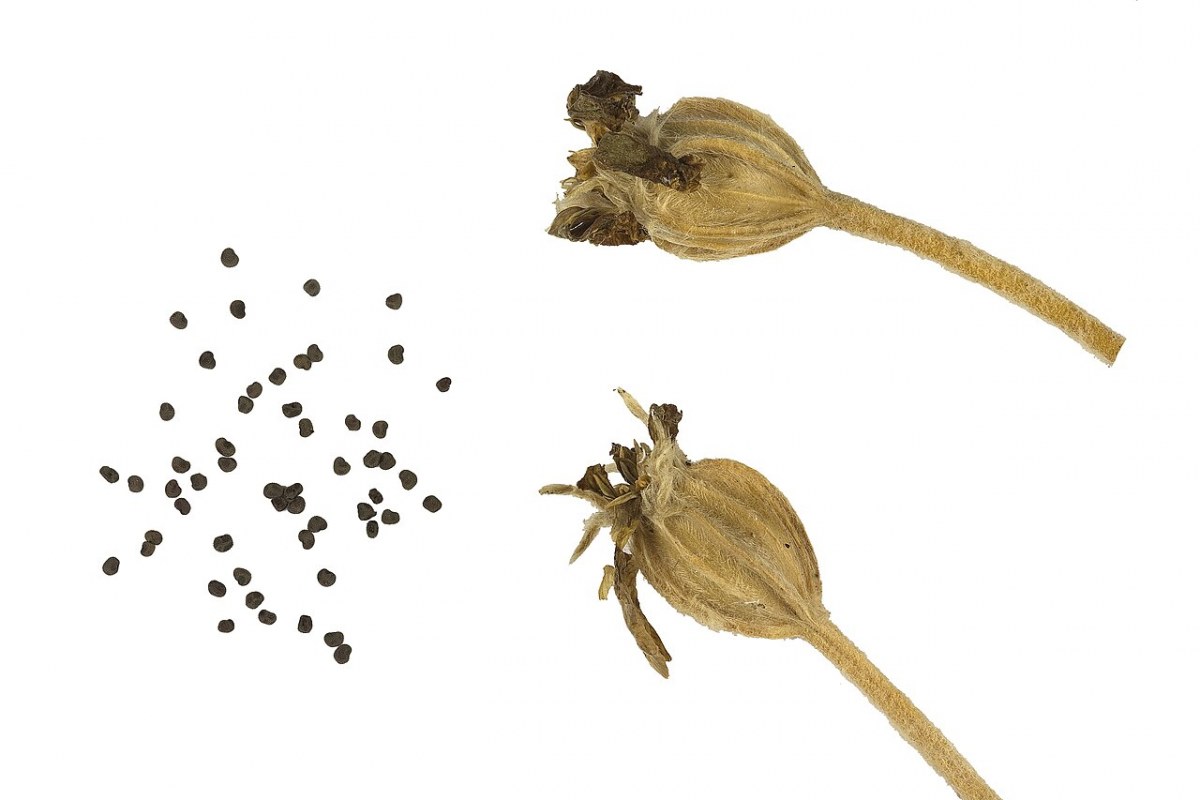 Kronenlichtnelke (Lychnis coronaria) — Pflanzenfoto