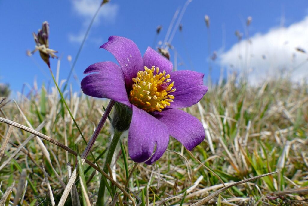 Küchenschelle (Pulsatilla vulgaris) — Pflanzenfoto