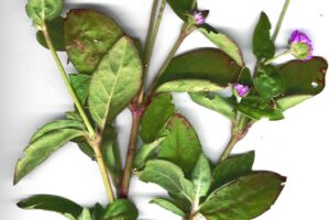 Kugelamaranth