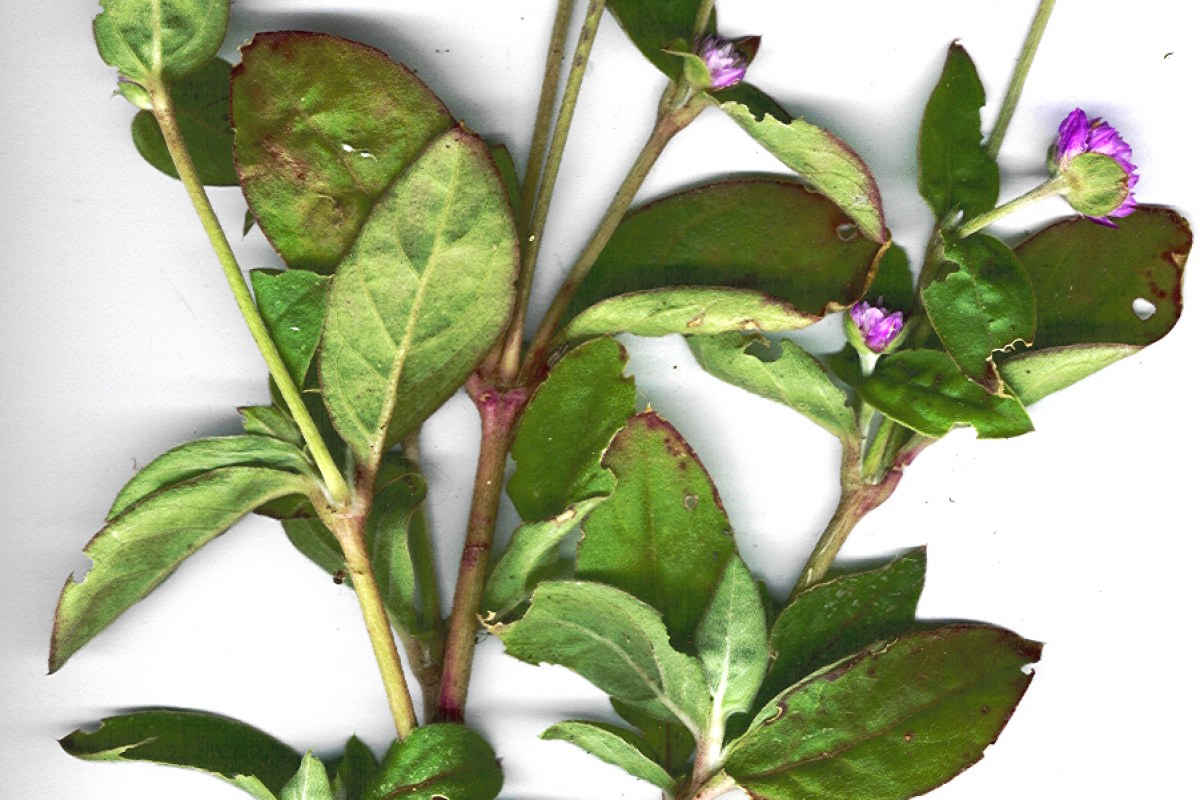 Kugelamaranth (Gomphrena globosa) — Pflanzenfoto