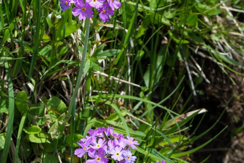 Kugelprimel (Primula denticulata) — Pflanzenfoto