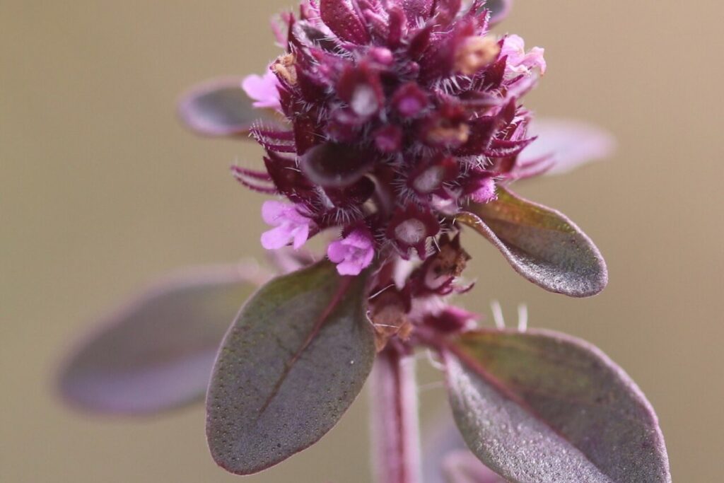Kugelthymian (Thymus pulegioides) — Pflanzenfoto