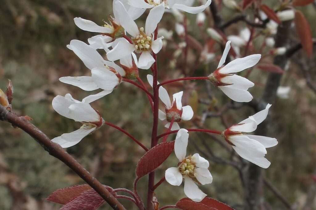 Kupferfelsenbirne (Amelanchier lamarckii) — Pflanzenfoto
