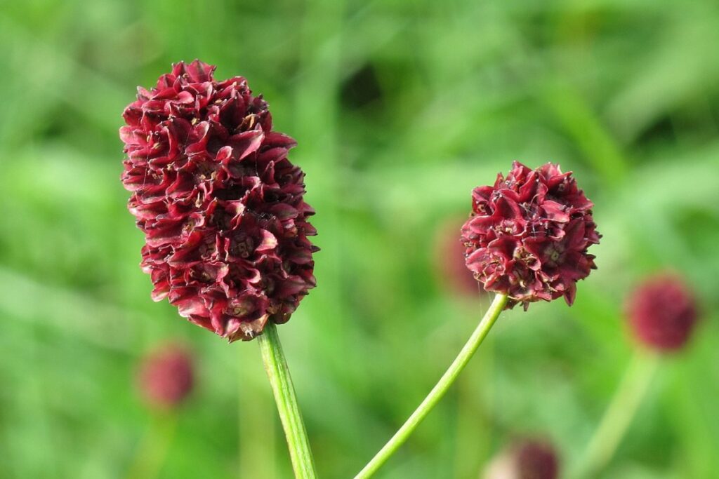 Kupferwurz (Sanguisorba officinalis) — Pflanzenfoto
