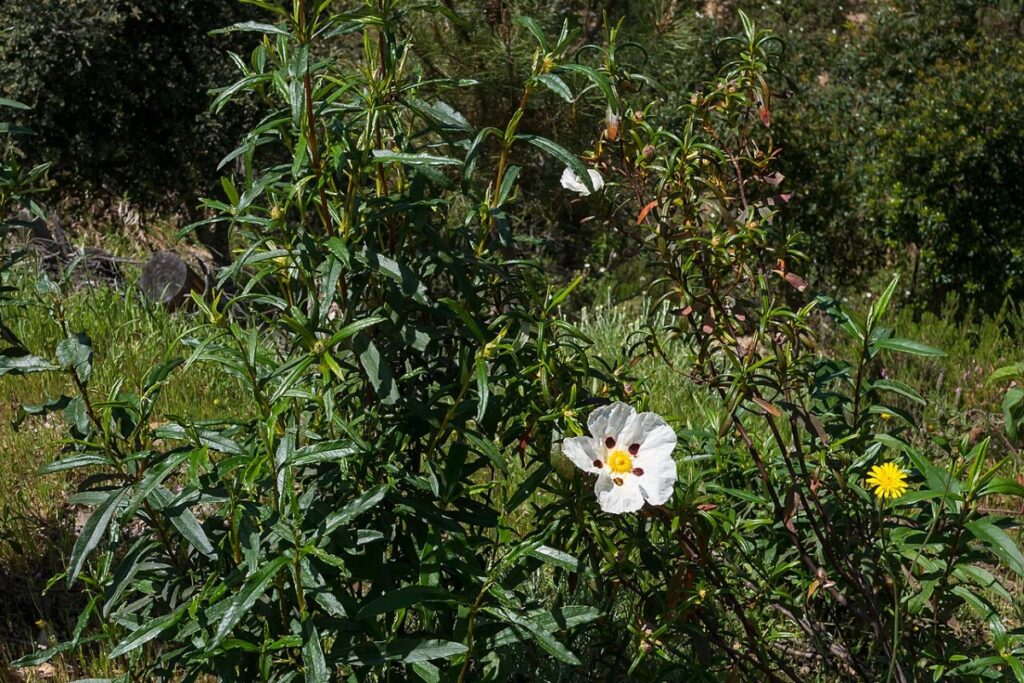 Lack-Zistrose (Cistus ladanifer) — Pflanzenfoto