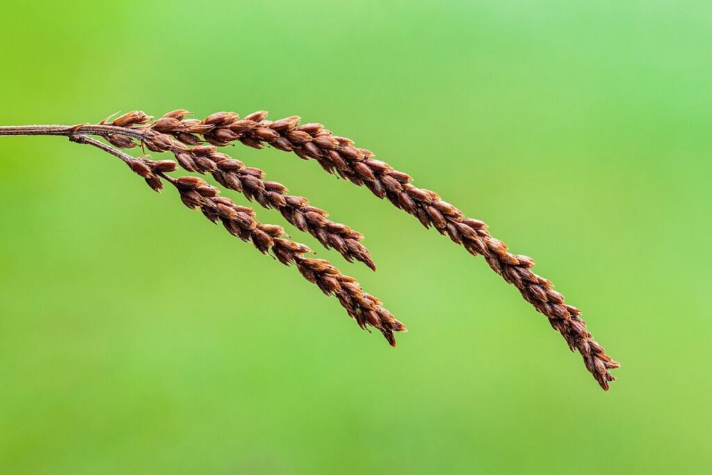 Lanzenverbene (Verbena hastata) — Pflanzenfoto