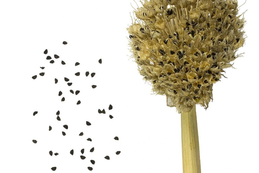 Lauchzwiebel (Allium fistulosum) — Pflanzenfoto