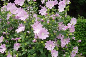 Lavatera
