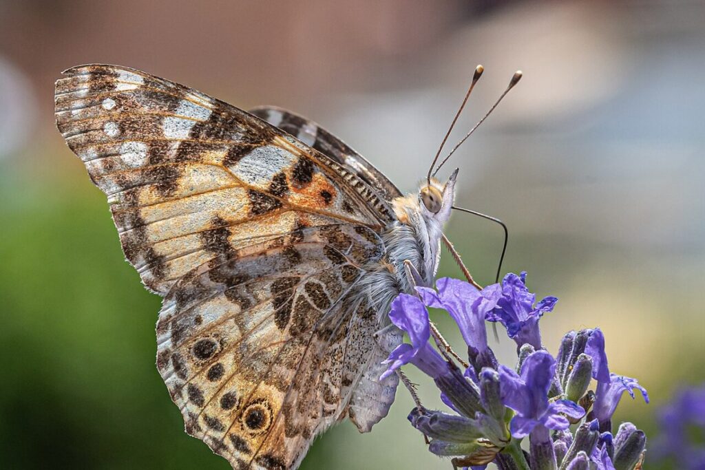 Lavendel (Lavandula angustifolia) — Pflanzenfoto