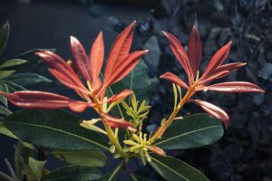 Lavendelheide (Pieris)