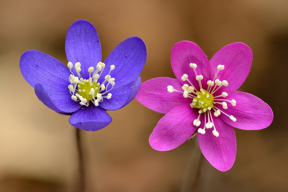 Leberblümchen (Hepatica nobilis) — Pflanzenfoto