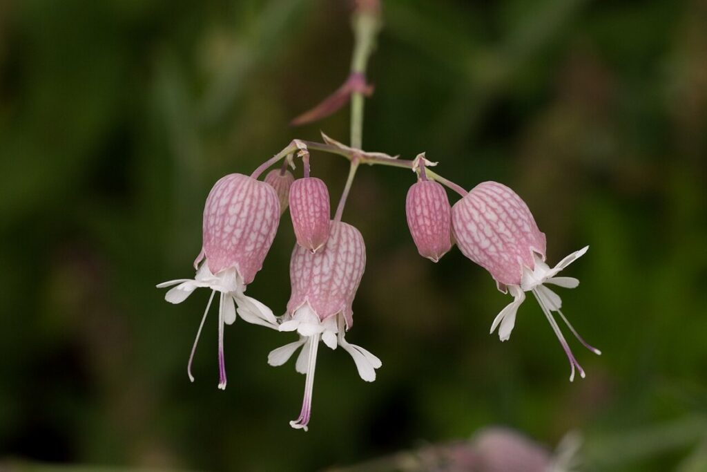 Leimkraut (Silene vulgaris) — Pflanzenfoto