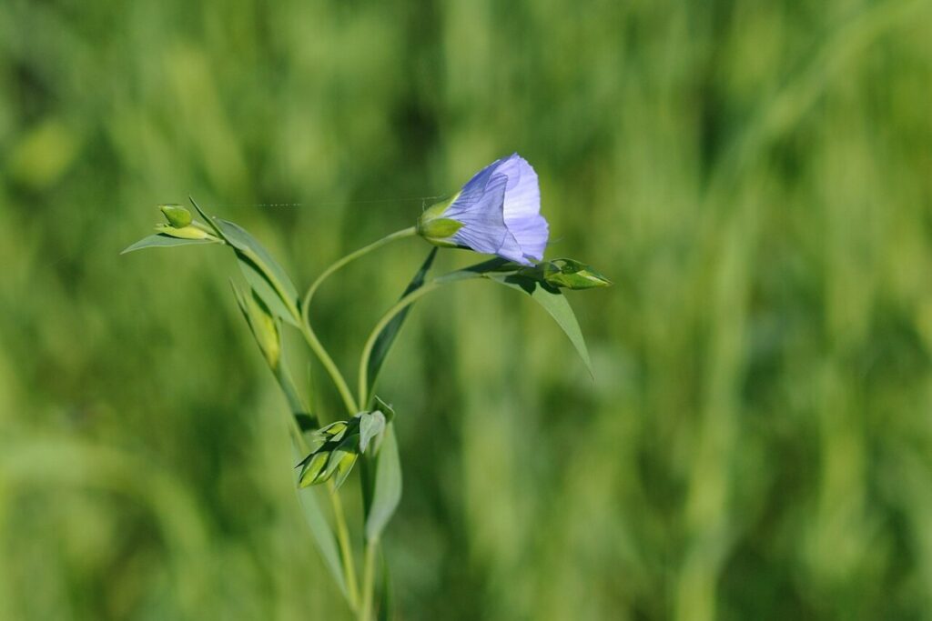 Lein (Linum usitatissimum) — Pflanzenfoto