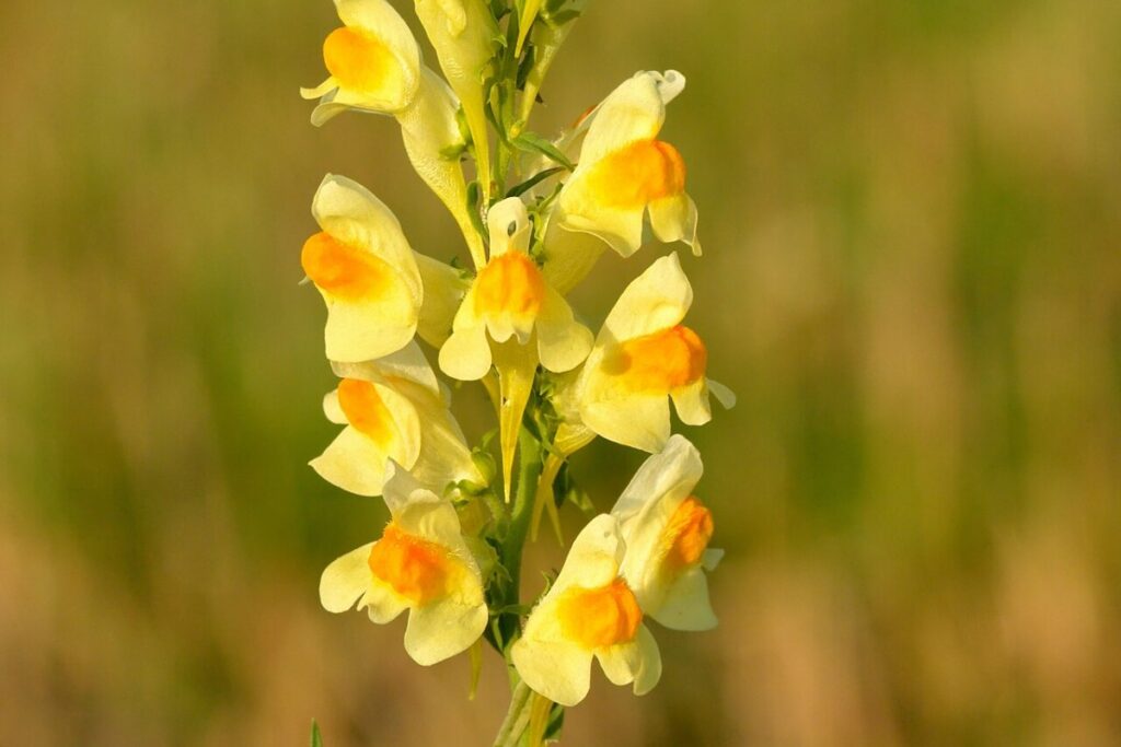 Leinkraut (Linaria vulgaris) — Pflanzenfoto