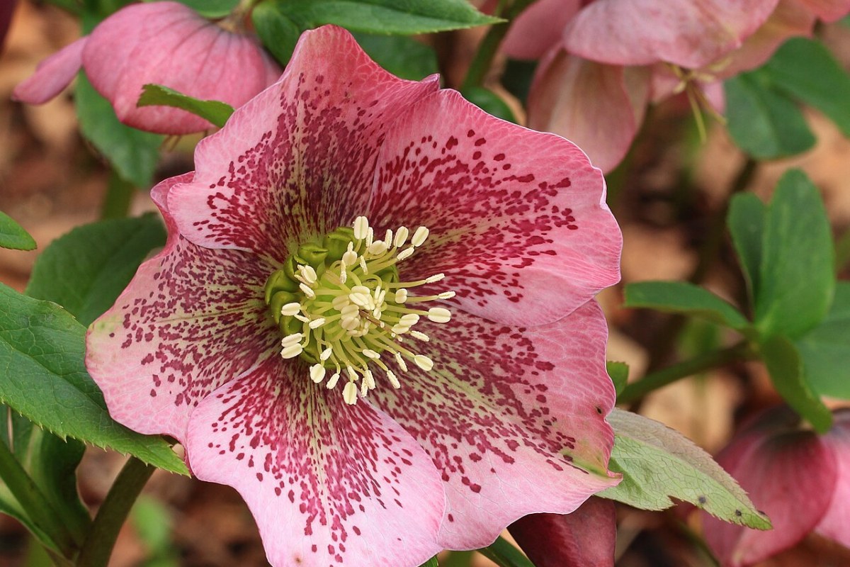 Lenzrose (Helleborus) (Helleborus orientalis) — Pflanzenfoto