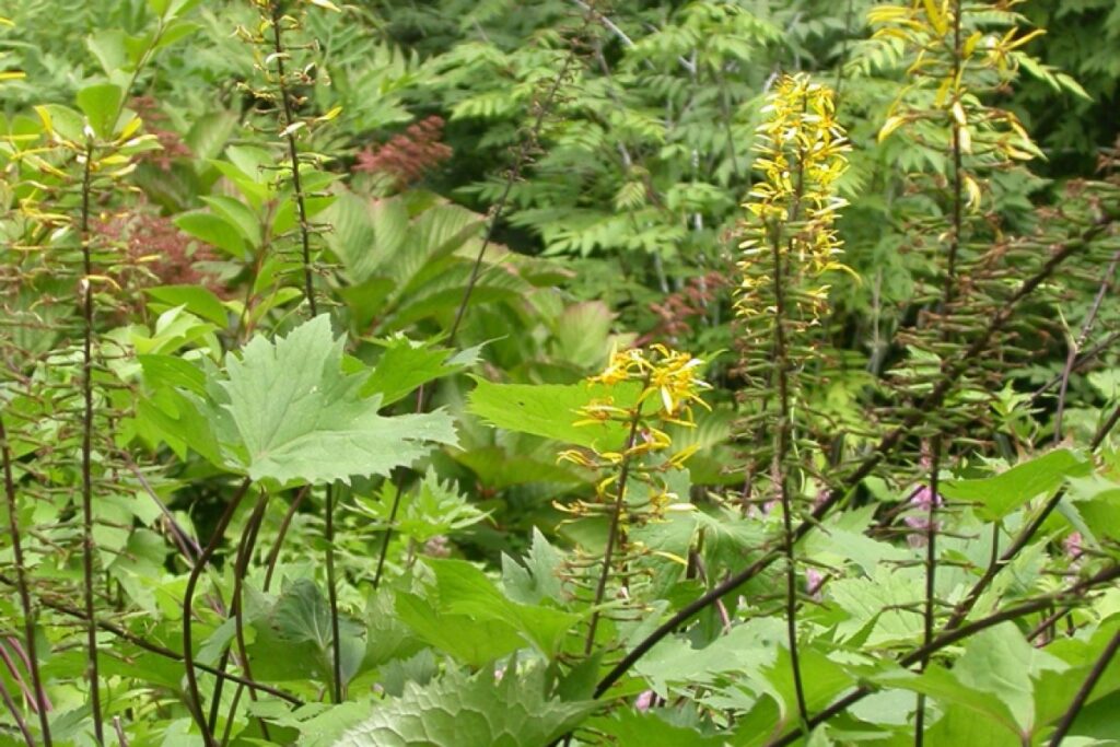 Leopardspflanze (Ligularia stenocephala) — Pflanzenfoto