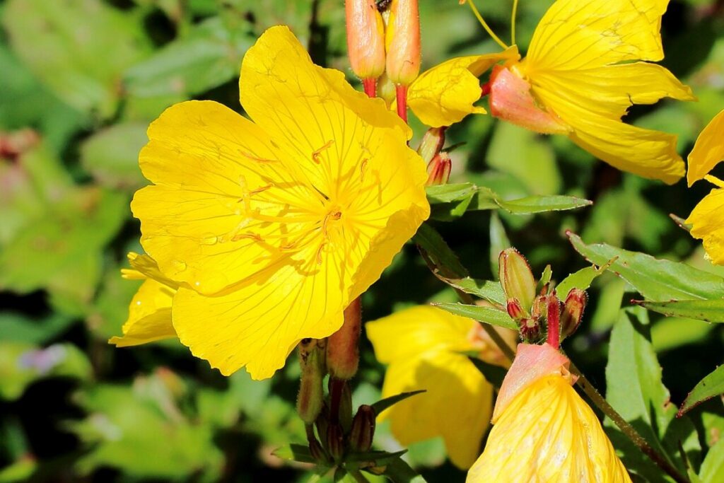 Leuchtkerze (Oenothera fruticosa) — Pflanzenfoto