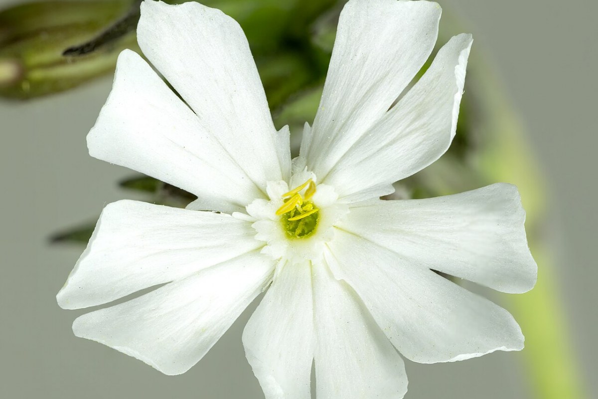 Lichtnelke (Silene latifolia) — Pflanzenfoto