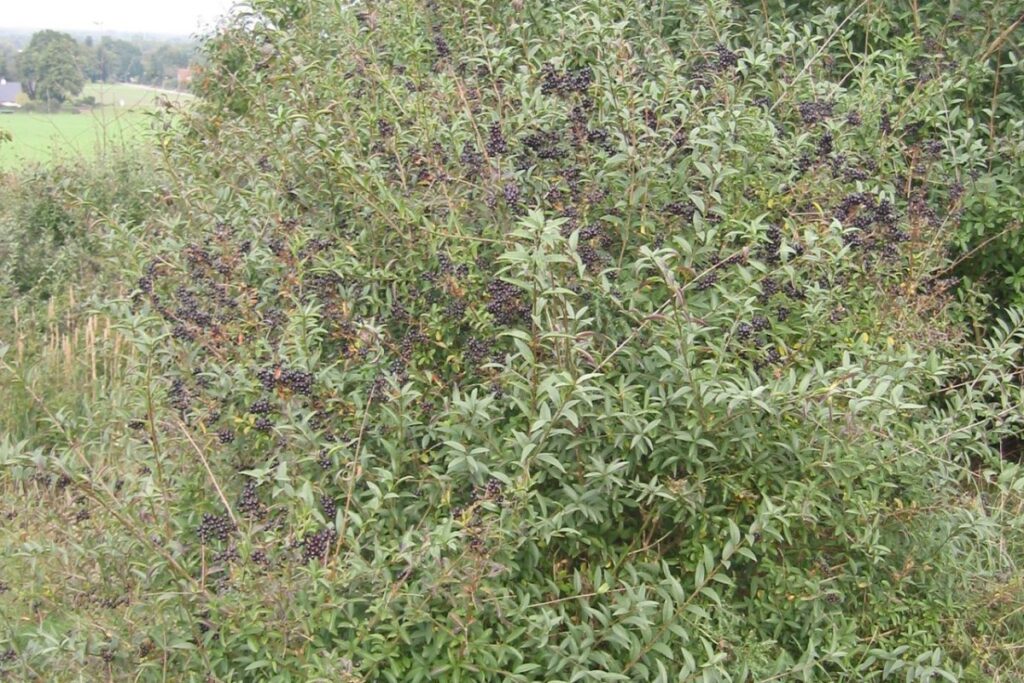 Liguster (Ligustrum vulgare) — Pflanzenfoto